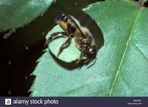 uploads/images/pest/rose leaf cutter bee.jpg